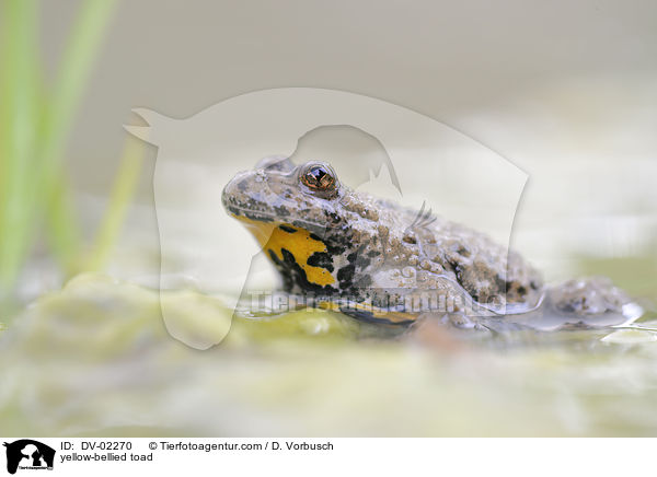 yellow-bellied toad / DV-02270