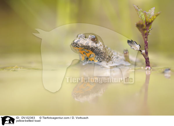 Gelbbauchunke / yellow-bellied toad / DV-02363
