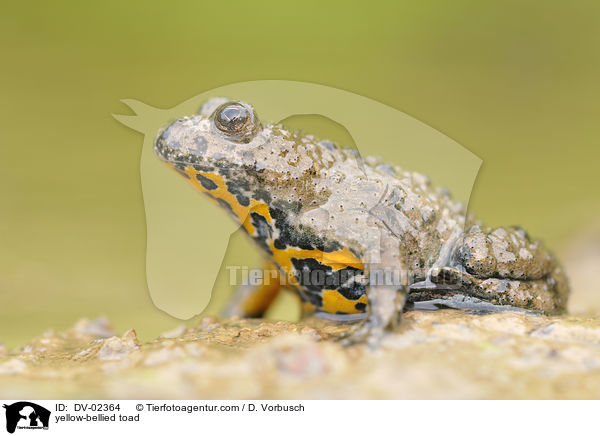 Gelbbauchunke / yellow-bellied toad / DV-02364