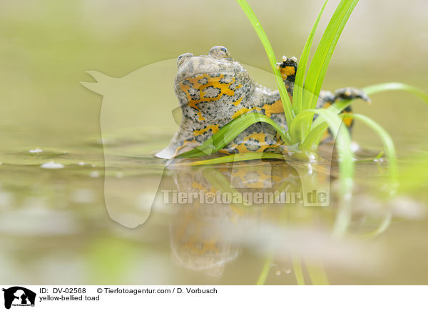 yellow-bellied toad / DV-02568