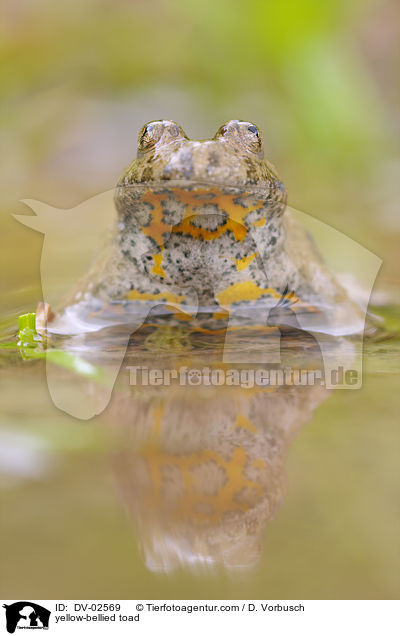 Gelbbauchunke / yellow-bellied toad / DV-02569