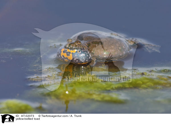 yellow-bellied toad / AT-02073
