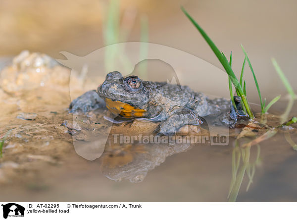 yellow-bellied toad / AT-02295
