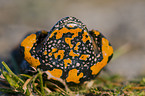 yellow-bellied toad