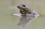 yellow-bellied toad