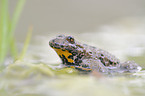 yellow-bellied toad