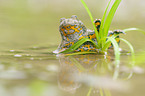 yellow-bellied toad