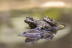 yellow-bellied toads