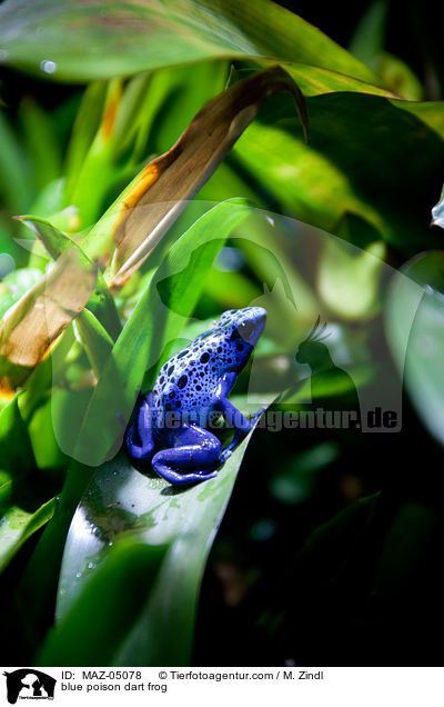 Blauer Baumsteiger / blue poison dart frog / MAZ-05078