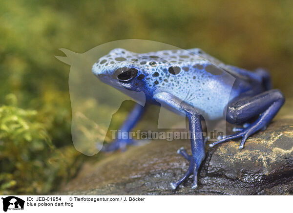 blue poison dart frog / JEB-01954
