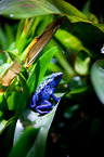 blue poison dart frog