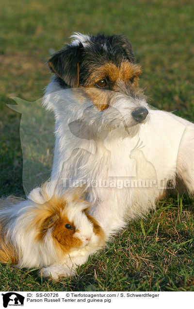 Parson Russell Terrier und Meerschwein / Parson Russell Terrier and guinea pig / SS-00726
