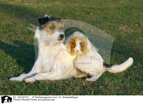 Parson Russell Terrier und Meerschwein / Parson Russell Terrier and guinea pig / SS-00727