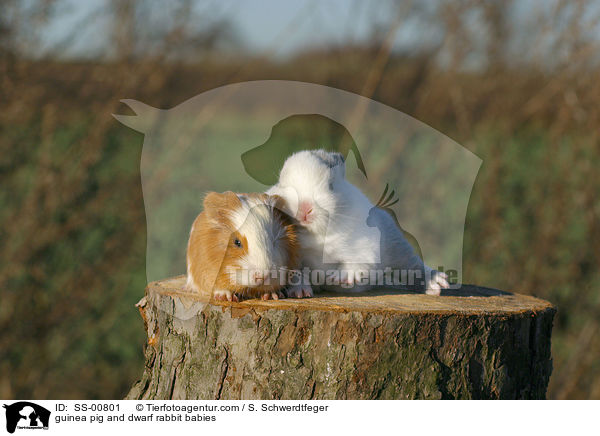 guinea pig and dwarf rabbit babies / SS-00801
