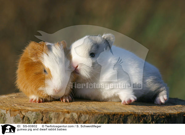 Meerschweinchen und Zwergkaninchen Babies / guinea pig and dwarf rabbit babies / SS-00802