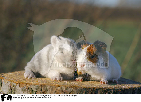 Meerschweinchen und Zwergkaninchen Babies / guinea pig and dwarf rabbit babies / SS-00803