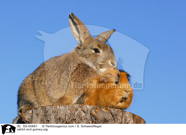 rabbit and guinea pig / SS-00881