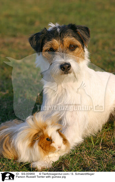 Parson Russell Terrier mit Meerschwein / Parson Russell Terrier with guinea pig / SS-00969