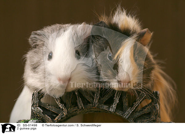 2 Meerschweine / 2 guinea pigs / SS-01498