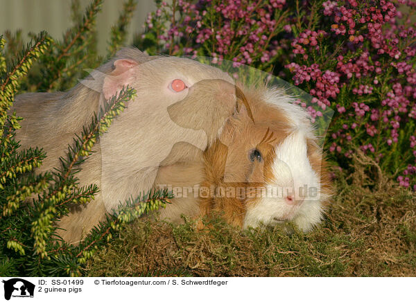 2 Meerschweine / 2 guinea pigs / SS-01499