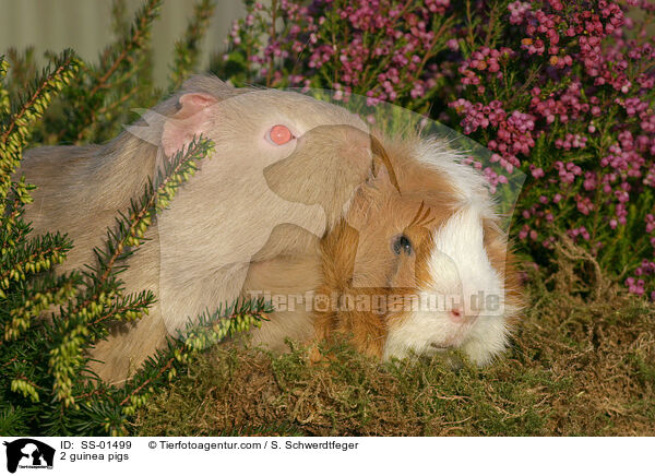 2 guinea pigs / SS-01499