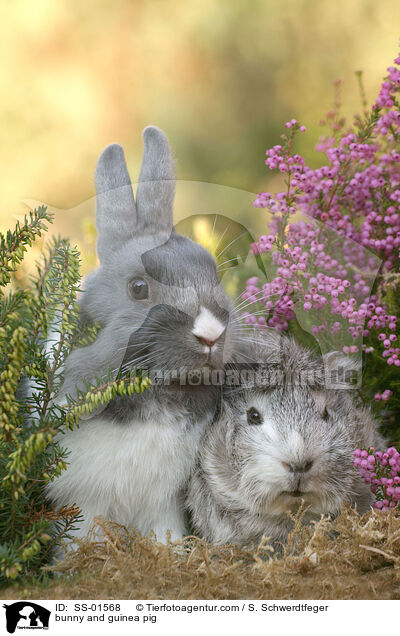 Kaninchen und Meerschwein / bunny and guinea pig / SS-01568