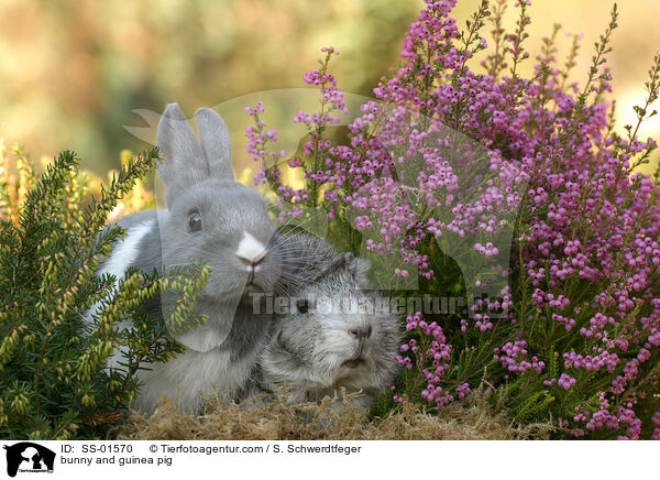Kaninchen und Meerschwein / bunny and guinea pig / SS-01570