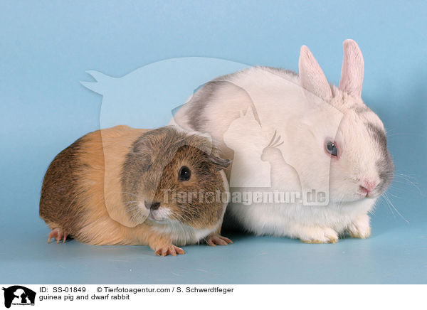 Meerschwein und Zwergkaninchen / guinea pig and dwarf rabbit / SS-01849