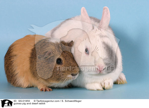 Meerschwein und Zwergkaninchen / guinea pig and dwarf rabbit / SS-01850