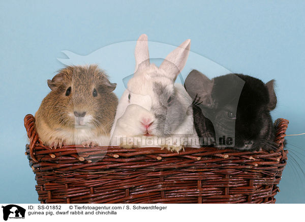 Meerschwein, Zwergkaninchen und Chinchilla / guinea pig, dwarf rabbit and chinchilla / SS-01852