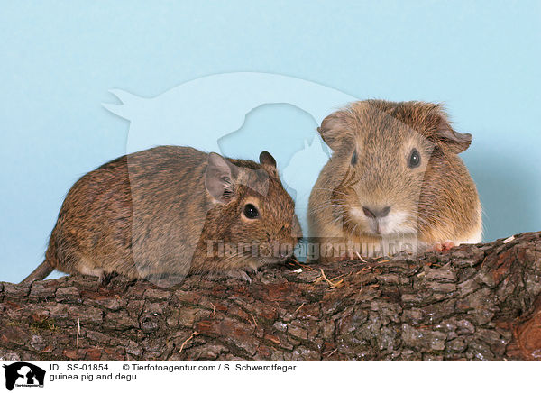 Meerschwein und Degu / guinea pig and degu / SS-01854