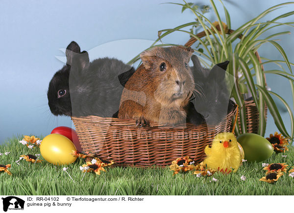 Kaninchen & Meerschweinchen / guinea pig & bunny / RR-04102