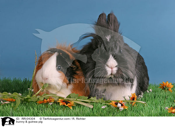 Lwenkpfchen & Rosettenmeerschwein / bunny & guinea pig / RR-04304