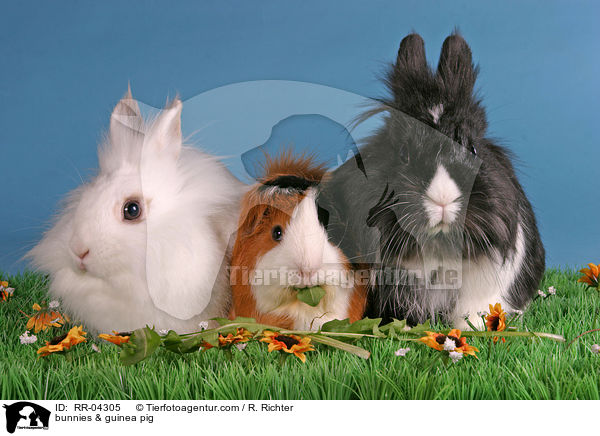 Lwenkpfchen & Rosettenmeerschwein / bunnies & guinea pig / RR-04305