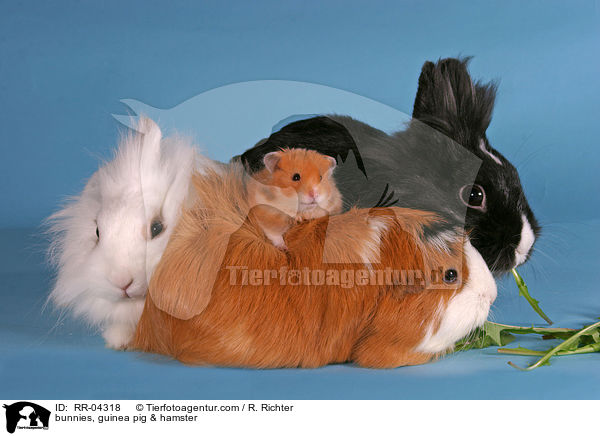 Lwenkpfchen, Rosettenmeerschwein & Hamster / bunnies, guinea pig & hamster / RR-04318