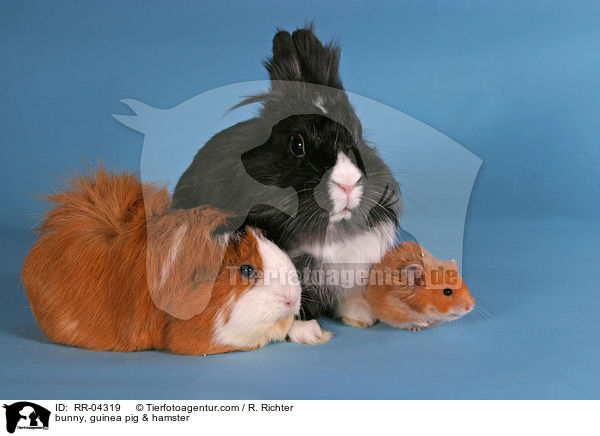Lwenkpfchen, Rosettenmeerschwein & Hamster / bunny, guinea pig & hamster / RR-04319