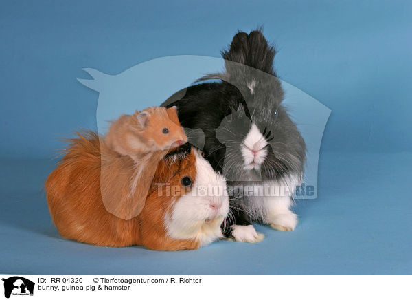 bunny, guinea pig & hamster / RR-04320