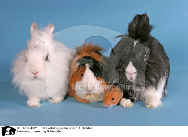 Lwenkpfchen, Rosettenmeerschwein & Hamster / bunnies, guinea pig & hamster / RR-04321