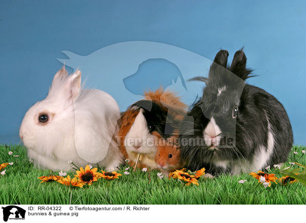 bunnies & guinea pig / RR-04322