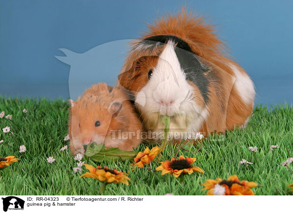 Rosettenmeerschwein & Hamster / guinea pig & hamster / RR-04323