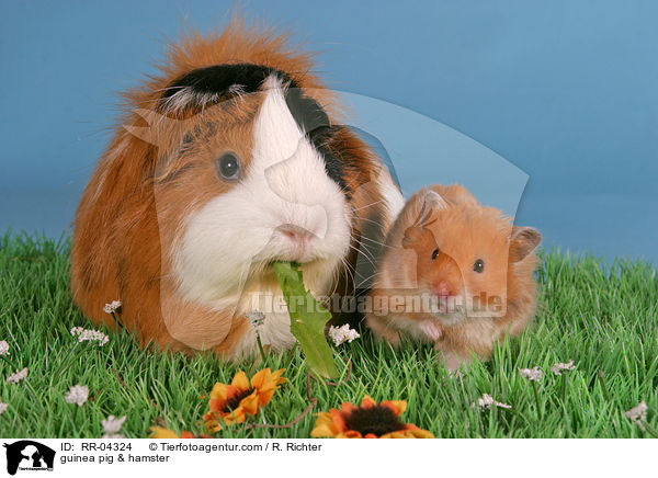 Rosettenmeerschwein & Hamster / guinea pig & hamster / RR-04324