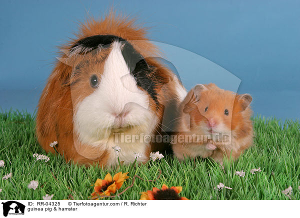 Rosettenmeerschwein & Hamster / guinea pig & hamster / RR-04325