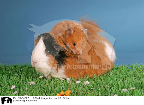Rosettenmeerschwein & Hamster / guinea pig & hamster / RR-04327