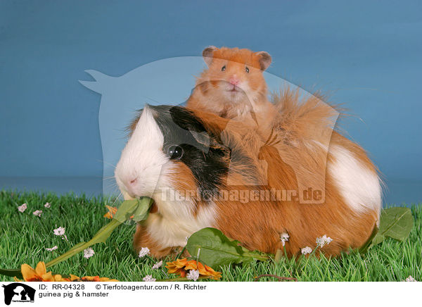 guinea pig & hamster / RR-04328