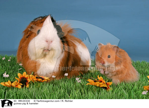 Rosettenmeerschwein & Hamster / guinea pig & hamster / RR-04330