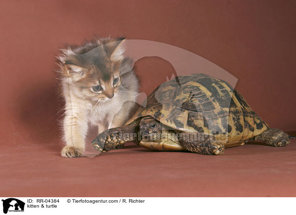 Somali Ktzchen & Schildkrte / kitten & turtle / RR-04384