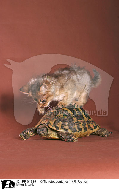 Somali Ktzchen & Schildkrte / kitten & turtle / RR-04385