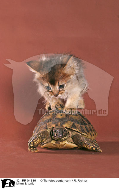 Somali Ktzchen & Schildkrte / kitten & turtle / RR-04386