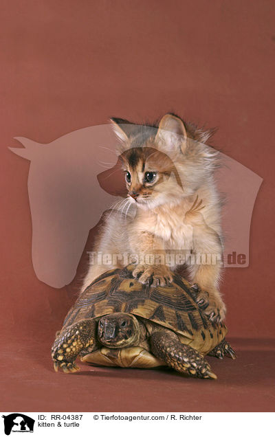 Somali Ktzchen & Schildkrte / kitten & turtle / RR-04387