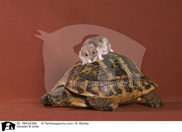 Hamster & Schildkrte / hamster & turtle / RR-04388